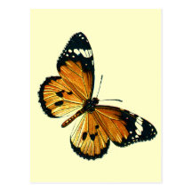 Danaus chrysippus post card