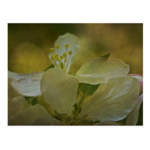 Dance of the Apple Stamens Postcard