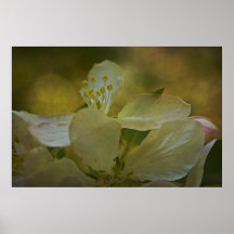 Dance of the Apple Stamens Poster