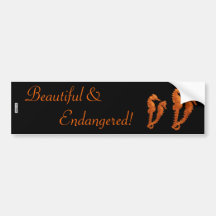 Dance Of The Seahorses (Orange) Bumper Stickers