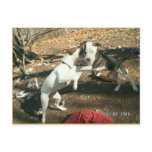 dances with bulls postcards