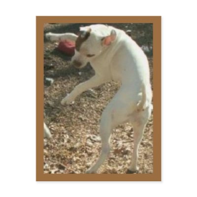 dancin days are here again postcard by holycrocodile