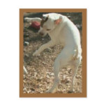 dancin days are here again postcards