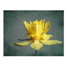 Dancing Daffodil Postcard