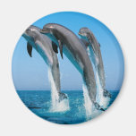 Dancing dolphins refrigerator magnet