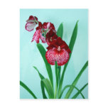 Dancing Ladies Orchids Post Card