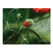 Dancing Poppies Postcard
