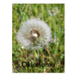 dandeline(Oklahoma Post Cards