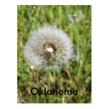dandeline(Oklahoma Post Cards