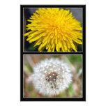 Dandelion before and after print photographic print