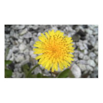 Dandelion Business Card Template