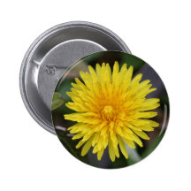 Dandelion Button