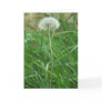 Dandelion Cards