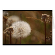 Dandelion Cards