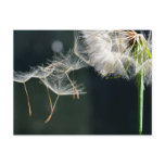 Dandelion Detail Post Cards