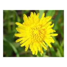 Dandelion Face Announcement