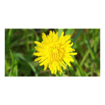 Dandelion Face Picture Card
