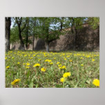 Dandelion field under the city wall print