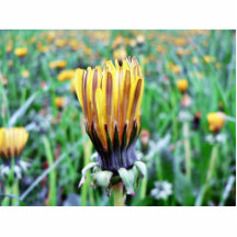 Dandelion Flower Almost In Bloom Acrylic Cut Outs