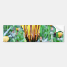 Dandelion Flower Almost In Bloom Bumper Stickers
