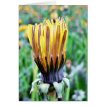Dandelion Flower Almost In Bloom Card