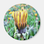 Dandelion Flower Almost In Bloom Refrigerator Magnet