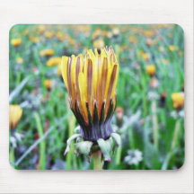 Dandelion Flower Almost In Bloom Mouse Pad
