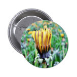 Dandelion Flower Almost In Bloom Pinback Buttons