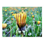 Dandelion Flower Almost In Bloom Post Cards