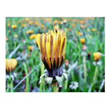Dandelion Flower Almost In Bloom Post Cards