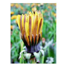 Dandelion Flower Almost In Bloom Postcard