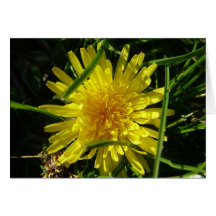 dandelion flower greeting cards