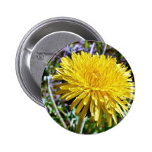 Dandelion Flower In Grass Button