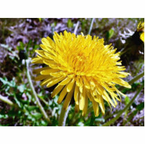 Dandelion Flower In Grass Photo Cut Out