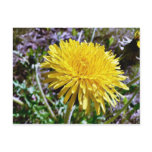 Dandelion Flower In Grass Post Cards