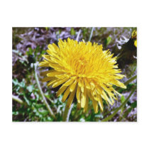 Dandelion Flower In Grass Post Cards