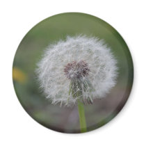 Dandelion Fuzz Magnet