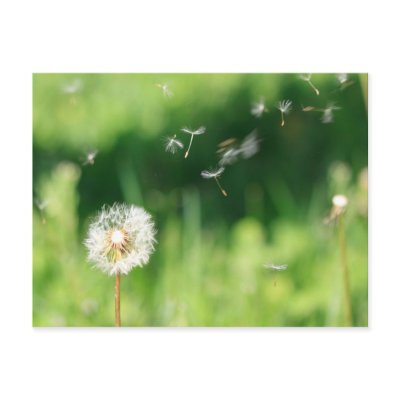 Dandelion in the Wind Post Card by SuperFlyBee