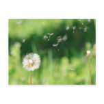 Dandelion in the Wind postcards