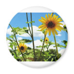 Dandelion Magnets