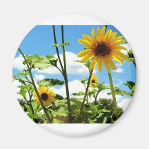 Dandelion Magnets