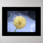 Dandelion on the Sidewalk 2 Print