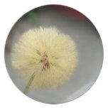 Dandelion on the Sidewalk Plate