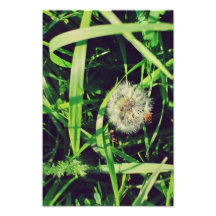 Dandelion Photographic Print