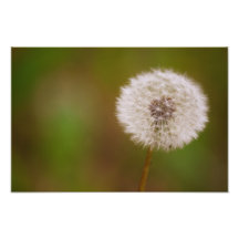 Dandelion Photographic Print