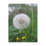 Dandelion Post Card