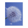 Dandelion Postcards