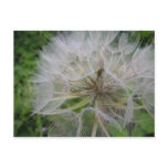 Dandelion Postcard