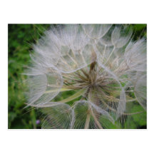 Dandelion Postcard