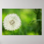 Dandelion Poster